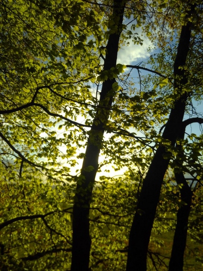 Waldstimmung