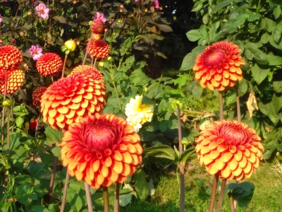 Dahlien