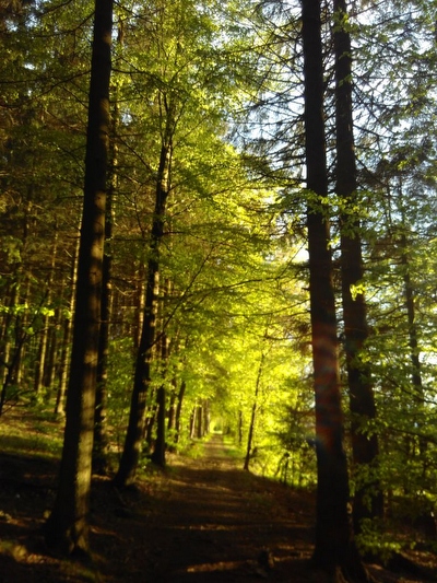 Wald mit Weg