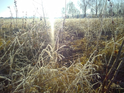 Wiese mit Raureif