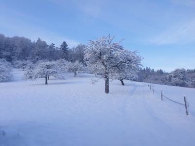 Wiese mit Raureif