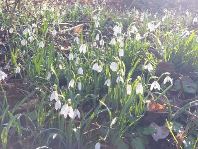 Wiese mit Raureif