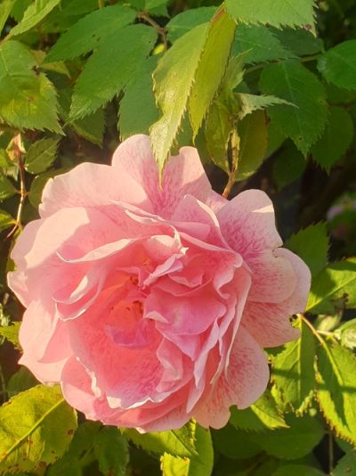 Wiese mit Raureif