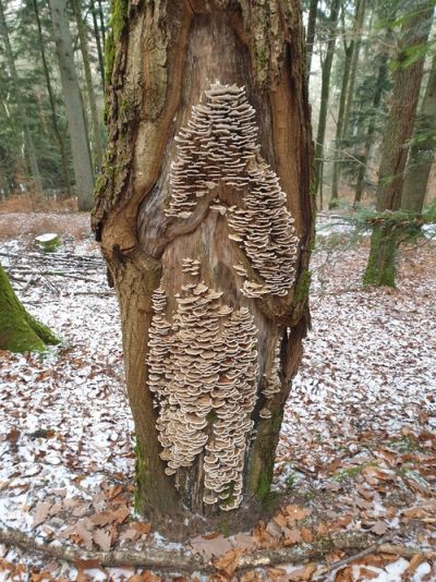 Wiese mit Raureif