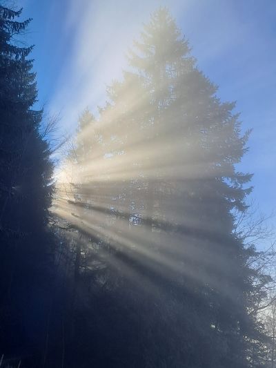 Kirschbluete